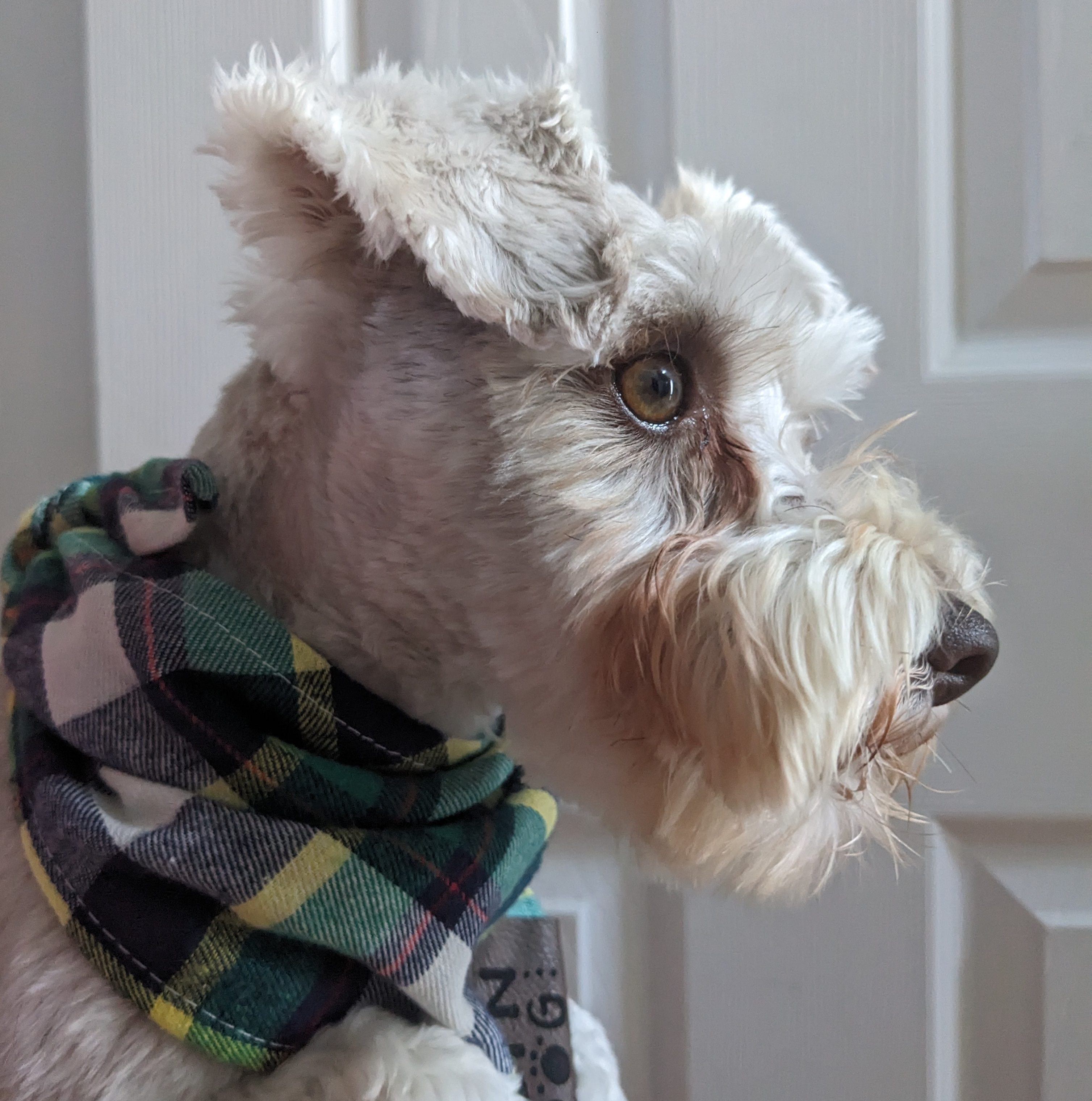 Picture of Dog in plaid bandana