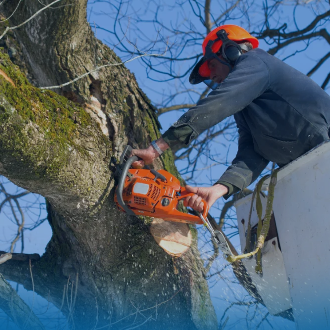 Tree Trimming